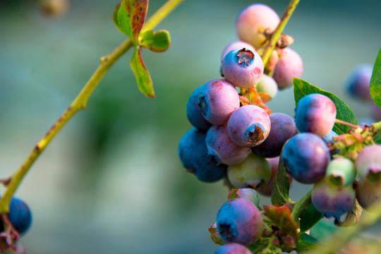 Blueberries