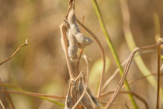 Commercial Crops